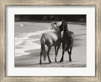 Young Mustangs on Beach Fine Art Print