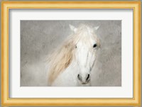 Stallion Face Fine Art Print