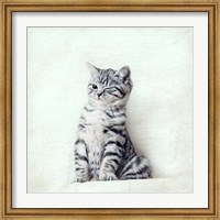Cat Winks Fine Art Print