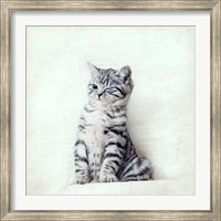 Cat Winks Fine Art Print