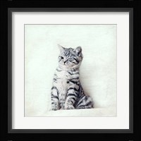 Cat Winks Fine Art Print