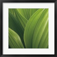 Corn Lily Fine Art Print