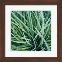 Grass with Morning Dew Fine Art Print
