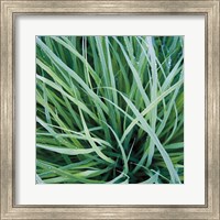 Grass with Morning Dew Fine Art Print