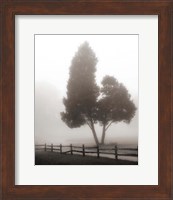 Cedar Tree and Fence Fine Art Print