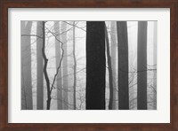 Forest Code Fine Art Print