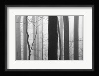 Forest Code Fine Art Print