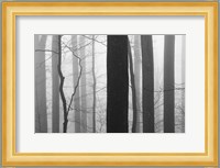 Forest Code Fine Art Print