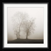 Four Trees in Fog Fine Art Print
