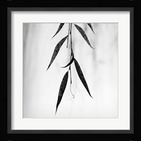 Willow Print No. 2 Fine Art Print