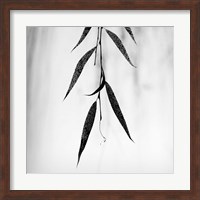 Willow Print No. 2 Fine Art Print