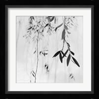 Willow Print No. 3 Fine Art Print