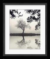 Winter Willow Fine Art Print