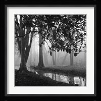 Woodland No. 1 Fine Art Print