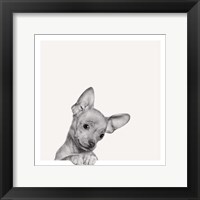 Sweet Chihuahua Fine Art Print