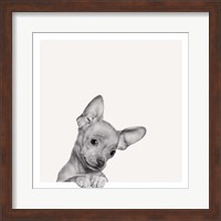 Sweet Chihuahua Fine Art Print