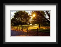 Dreamland Vineyard Fine Art Print