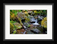 Mossy Stream Fine Art Print