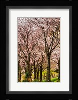 Cherries in Bloom Fine Art Print