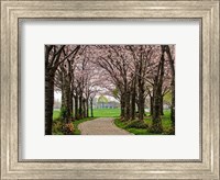 Cherry Blossom Path Fine Art Print