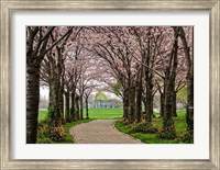 Cherry Blossom Path Fine Art Print