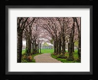 Cherry Blossom Path Fine Art Print