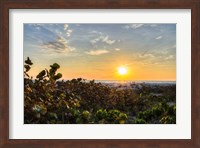 Sea Grapes at Sunset Fine Art Print