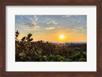 Sea Grapes at Sunset Fine Art Print