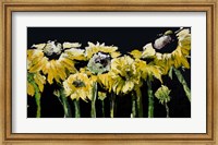 Sunflower Field on Black Fine Art Print