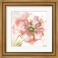 Blush Watercolor Poppy I Fine Art Print