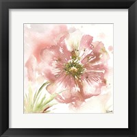 Blush Watercolor Poppy I Fine Art Print