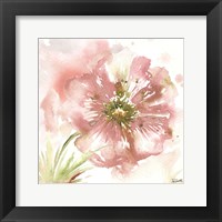 Blush Watercolor Poppy I Framed Print