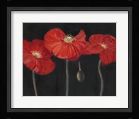 Poppy Trio I Fine Art Print
