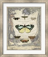 Vintage Butterfly Bookplate Fine Art Print