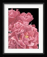 Peonies of My Heart I Framed Print