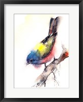 Bunting Bird Fine Art Print