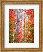 Autumn Passage Fine Art Print