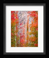 Autumn Passage Fine Art Print