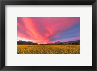 Spring Sunset Napa Valley Fine Art Print