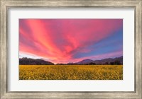 Spring Sunset Napa Valley Fine Art Print