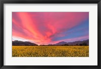 Spring Sunset Napa Valley Fine Art Print