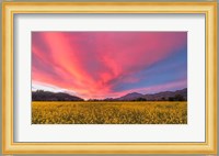 Spring Sunset Napa Valley Fine Art Print