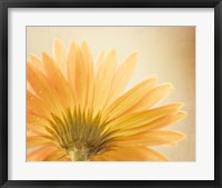 Butterscotch Fine Art Print