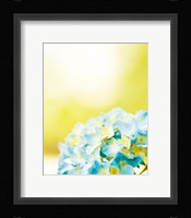Hydrangea Fine Art Print