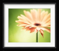 Joyful Fine Art Print