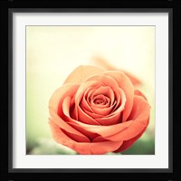 My Perfect Rose Fine Art Print