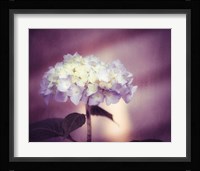 Regal Fine Art Print