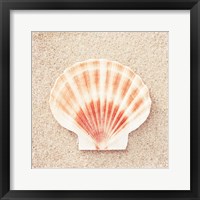 Scallop Shell Fine Art Print
