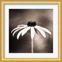 Simply Stated Fine Art Print