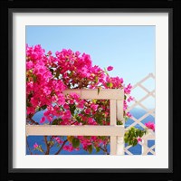 Santorini Blooms Fine Art Print